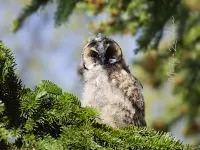 Ransuil [Asio Otus]
